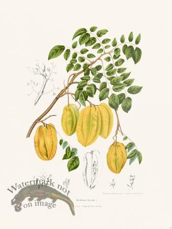 Horticulture of Java 35